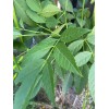 Unbranded 100 SEMILLAS DE TRONADORA DIABETINA ESPERANZA TECOMA STANS YELLOW