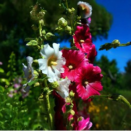 700+ Hollyhock Seeds Carnival Giant Mallow Double Hollyhock Flowers Seed Perennial Outdoor Home Garden Flower