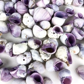 Heyiwell 8OZ Purple Cebu Beauty Shells for Shell Crafts Home Decor Fish Tank and Vase Filler Approx 65PC Shells 0.75"~1" Inch
