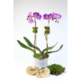 Dried Mushroom 5 to 6 inches - Pack of 4. for Decorative use only not for Food Consumption.