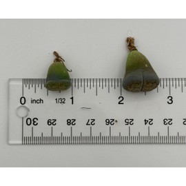 Lithops Live Plants Assorted Colorful Mix of 1/3/5/10/20 Variety Packs in .5 / .8/1.2 Inch Exotic Lithops 1-3+ Years Old Multicolor Living Stone Rare Succulent HousePlant (20, BR Small)