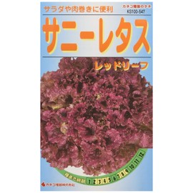KS100 Series 547 Kaneko Seedlings Gardening Seeds Seeds Sunny Lettuce, Red Leaf Vegetables 100