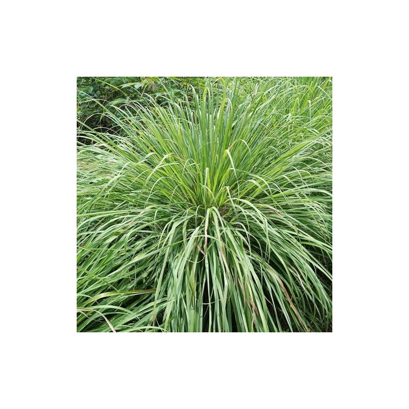 400 Lemongrass Indian West Seeds by Mai's Family