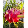 Cactus 3 Self Pollination Live Dragon Fruit Tree Cuttings 8-12