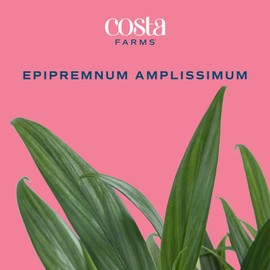 Costa Farms Live Pothos Plant, Indoor Plant Houseplant, Epipremnum Asplisimum, Rare Unique Indoor Trailing House Plant in 6-Inch Self-Watering Plants Pot, Potting Soil, Room and Home Decor