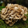 Gourmet and Medicinal Mushroom Cultures (Maitake (Grifola frondosa))
