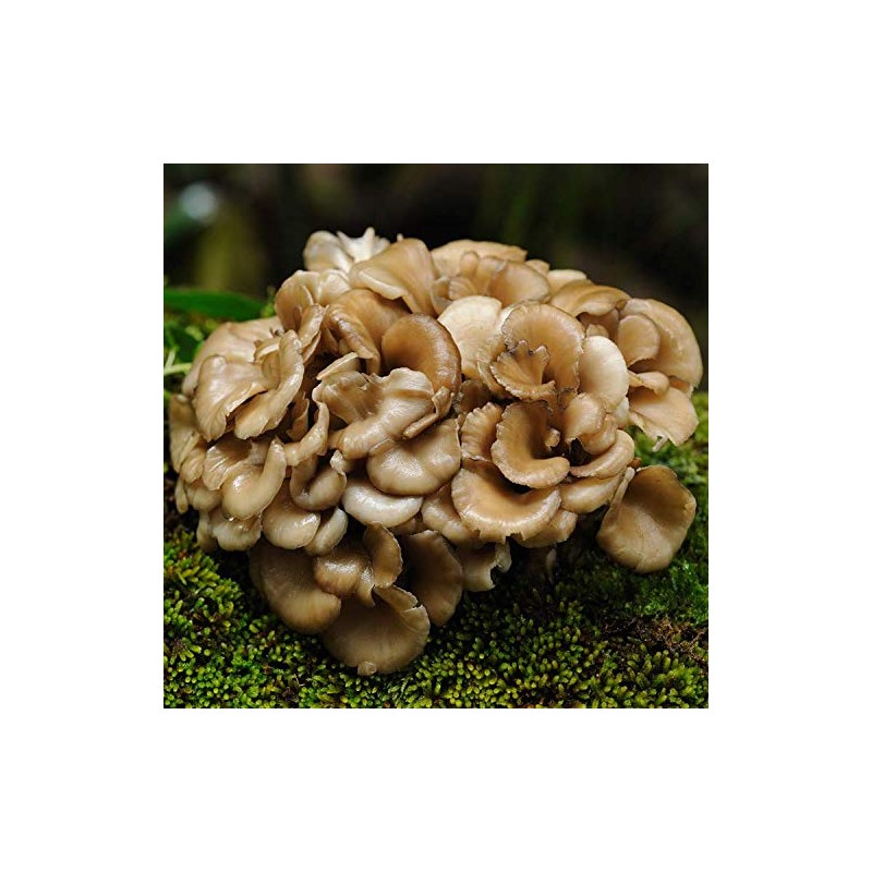 Gourmet and Medicinal Mushroom Cultures (Maitake (Grifola frondosa))