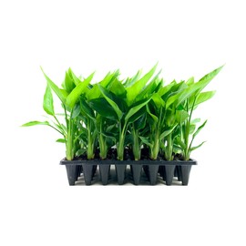 White Bird of Paradise | 3 Live Plants | Strelitzia Nicolai | Beautiful Rare Foliage Specimen