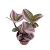 Rare Nanouk Pink Tradescantia - 2.5" Pot - Collector's Series