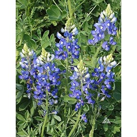 Lupinus texensis, bluebonnet, (300 Seeds) the state flower of Texas