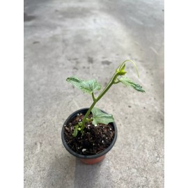 Chayote Plant With Pot 6” Ready To Plant