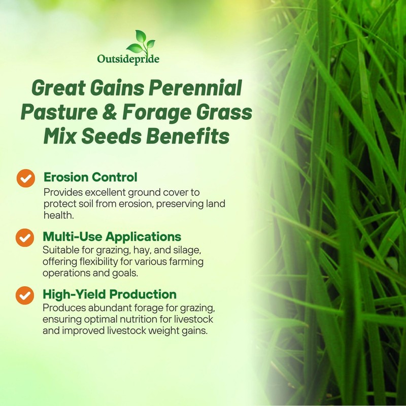 Outsidepride Great Gains Seeds - 25 lb. Perennial, Drought &