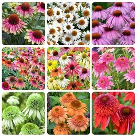 200+ Perennial Mix Echinacea Coneflower Seeds for Planting-Rare Non-GMO Plant Flower Seeds