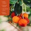 3 Live Strawberry Tree Plants (Arbutus Unedo) – Sweet Resilient