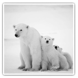 Square Stickers (Set of 2) 7.5cm - Mum & Cubs Polar Bear Baby Animal Laptop Tablet Luggage Scrapbook #8250