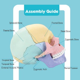 New Anatomy Skull Model, 17 Part Puzzle of Human Anatomy Skull, 10 Skull Knowledge Flash Cards, Detachable Palm Sized Mini Human Medical Skull Model, Medical Clinic Teaching Equipment, STEM for Kids