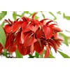 Buy Rare Seeds Erythrina arborescens | Coral Tree | 5_Seeds