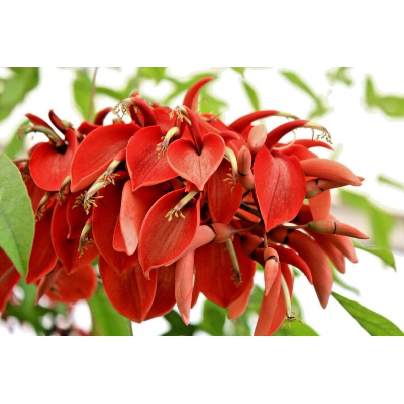 Buy Rare Seeds Erythrina arborescens | Coral Tree | 5_Seeds