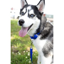 Country Brook Petz Martingale Dog Collar - Heavy-Duty Training Collar with No Buckle - Service Dog Collar for All Pups - Vibrant, Colorful Collection (Royal Blue, 1 Inch, Large)