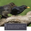 Solid Wood Blackbird Nesting Box - Weatherproof & Untreated, Wooden