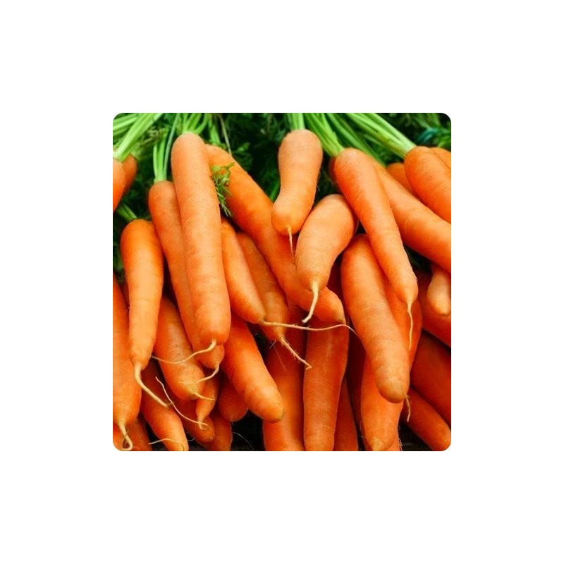 1200 Little Finger Carrot Seeds for Planting Heirloom Non-GMO 2+