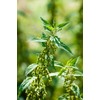 Health Embassy Stinging Nettle Leaf | Urtica Dioica L |