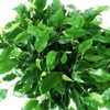 Ficus Benjamina Bonsai Weeping Fig Tree Benjamin Fig Ficus Tree