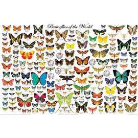 Butterflies of the World Educational Science Chart Poster - 24x36 Art Poster Print, 36x24