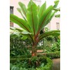 Abyssinian Banana Tree Seeds for Planting (5 Seeds) - Ensete