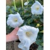 Born2Bloom Bag of Seeds .015 Oz. Moon Flower Shrub White