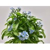 Feel Green - WE CREATE NATURE Celebrations Ecocube, Forget-Me-Not Wooden