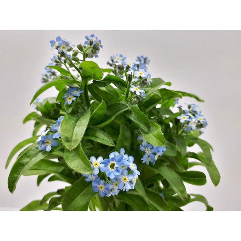 Feel Green - WE CREATE NATURE Celebrations Ecocube, Forget-Me-Not Wooden