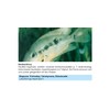 sera Phyto Med Protection Azid Medication for ornamental fish against