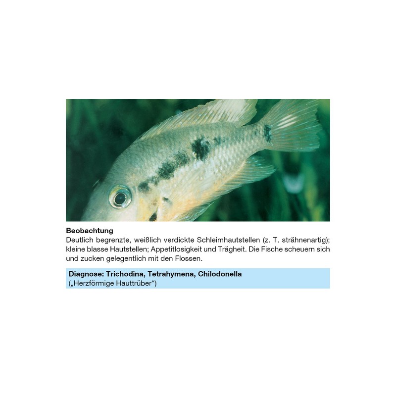 sera Phyto Med Protection Azid Medication for ornamental fish against
