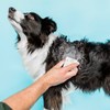 Ethique Shampooch Unscented Solid Dog Shampoo, 110g