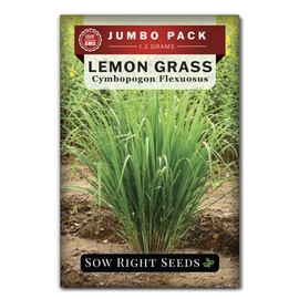 Sow Right Seeds - Lemon Grass Seed for Planting - 1600 Seeds, 1.2 Grams, Non-GMO Heirloom Bulk Jumbo Pack with Instructions to Plant and Grow an Herb Garden - Grow Loads of This Culinary Herb