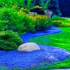 Magic Blue Creeping Thyme Seeds for Planting-16000PCS Thymus Serpyllum Heirloom
