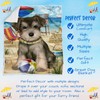 Doggie of the Day Schnauzer Dogs - Pet Friendly Beach