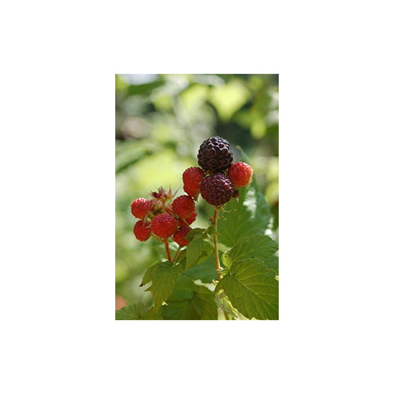 Green Promise Farms Rubus Edible-Shrub, 2-Size Container, Raspberry-Jewel