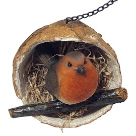 Robin in a Coconut Hanging Bird Feeder