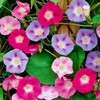 Seeds4planting - Seeds Morning Glory Purple Mix Ipomoea Annual Flowers