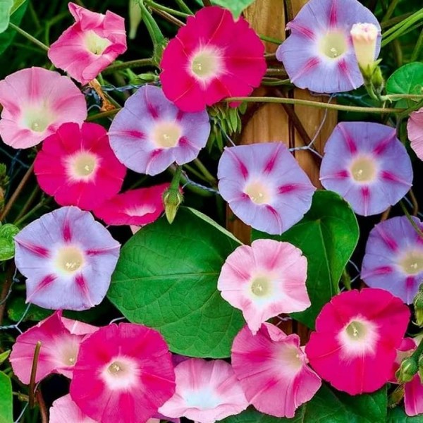 Seeds4planting - Seeds Morning Glory Purple Mix Ipomoea Annual Flowers