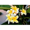 Frangipani Plumeria Cutting Approx.10 Inches Long #C1 Kanoa Hawaii
