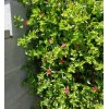 Red 10 Beautiful APTENIA Cordifolia, RED APPLE succulent, BABY SUNROSE,