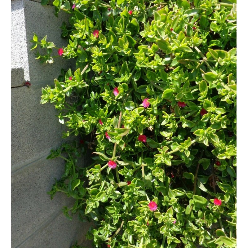 Red 10 Beautiful APTENIA Cordifolia, RED APPLE succulent, BABY SUNROSE,