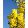 Seed-Top 100 Seeds Acacia Silver Wattle Yellow Mimosa Fresh
