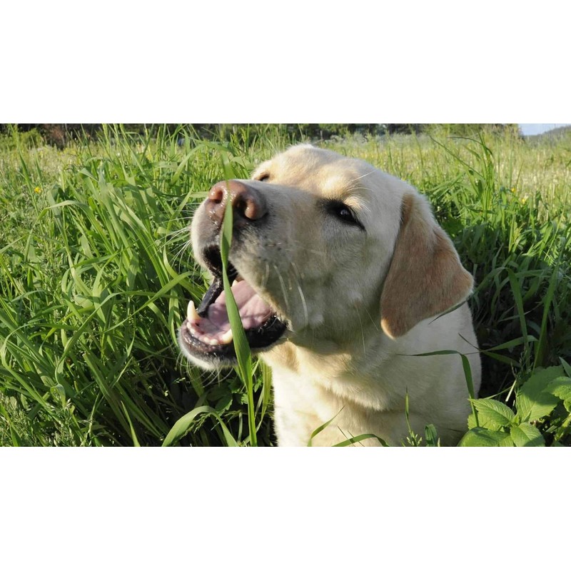 Seeds Herb Dog Grass to Eat for Sprouting Resistant Vitamin