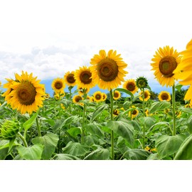 Mammoth Sunflower Seeds for Planting | 100+ Seeds | Grow Amazing Giant Sunflower