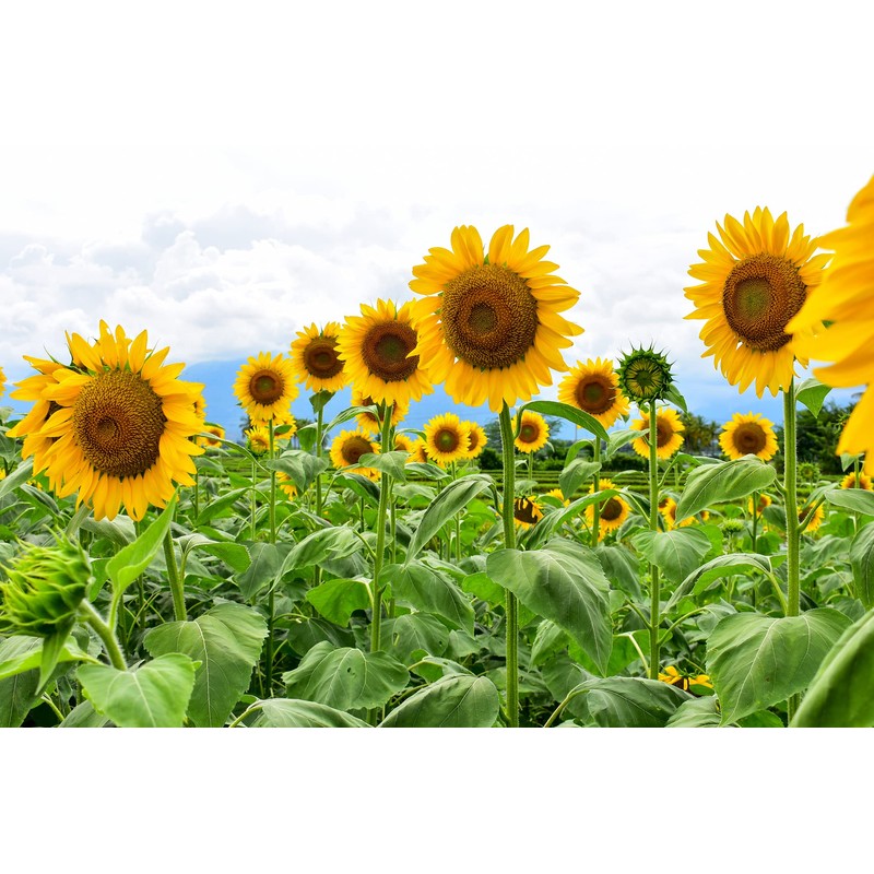 Mammoth Sunflower Seeds for Planting | 100+ Seeds | Grow