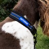 Battersea Reflective Dog Collar Blue S